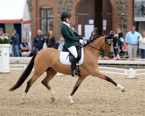 what is a horse dressage show